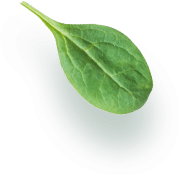 Culinry Canvas LLP 2 ca74c029 leaf element