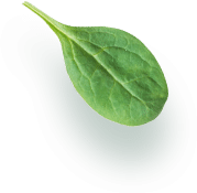 Culinry Canvas LLP 2 ca74c029 leaf element